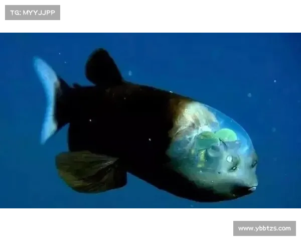 冰鳞蓝鱼揭秘 深海之中神秘生物的独特适应与生存之谜 冰鳞蓝鱼揭秘 深海之中神秘生物的独特适应与生存之谜